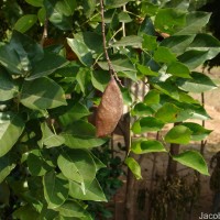 Pongamia pinnata (L.) Pierre